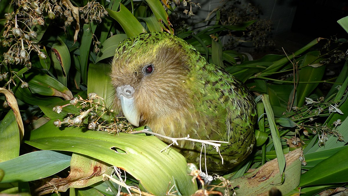 tukan