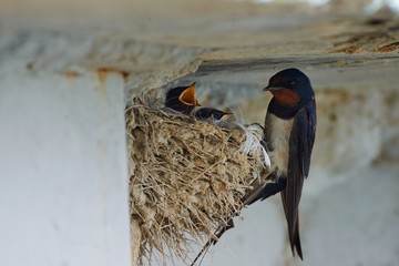 hummingbird image hosted online